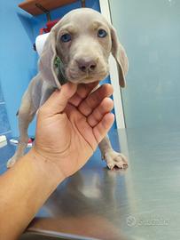 Weimaraner maschio