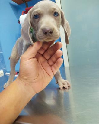 Weimaraner maschio