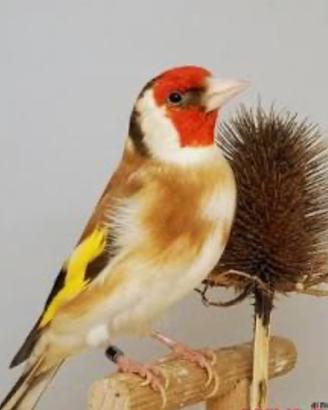 Cardellino Mayor femmina