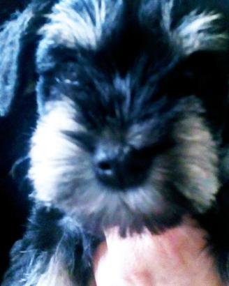 Mini schnauzer nano nero e argento