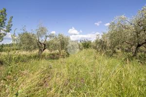 TER. AGRICOLO A MORICONE