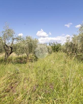 TER. AGRICOLO A MORICONE