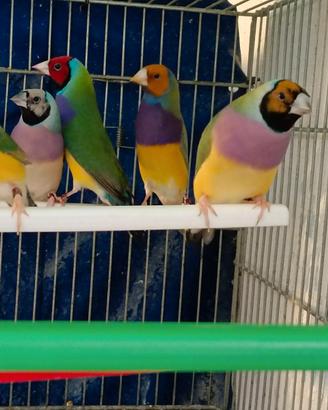 Diamanti di Gould