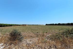 Terreno agricolo mq 22000 a km 1,5 dal mare