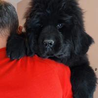 Cuccioli terranova giganti