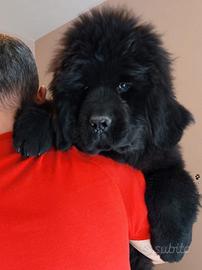 Cuccioli terranova giganti