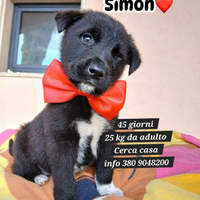 Adozione cucciolo