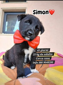 Adozione cucciolo