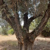 alberi di olive