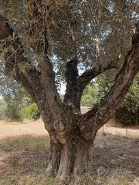 alberi di olive