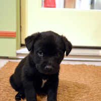 Cane di taglia piccola