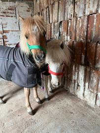 Mini pony