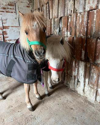 Mini pony