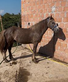 cavallo 3 anni intero doma di base