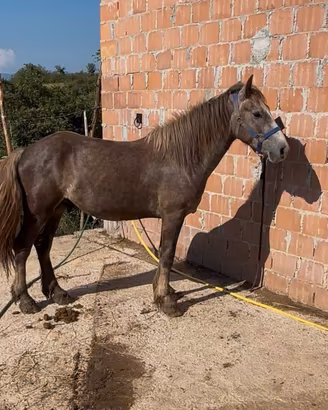 cavallo 3 anni intero doma di base