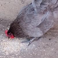 Coppia Australorp