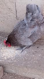 Coppia Australorp