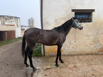 Cavallo anglo arabo