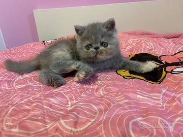 Gattini Exotic Shorthair e Persiani