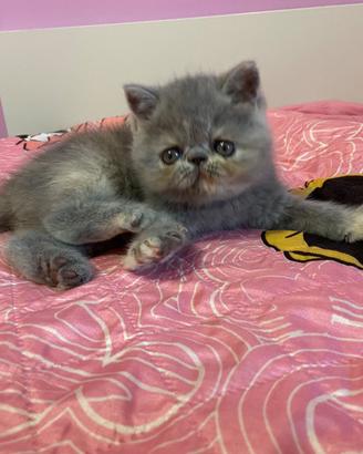 Gattini Exotic Shorthair e Persiani