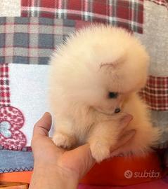 Spitz di pomerania linea coreana Max 18 cm AD