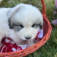 Cane da montagna dei pirenei