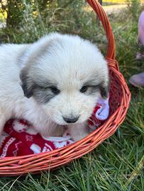 Cane da montagna dei pirenei