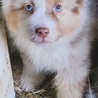 Amely,australian shepherd cucciola