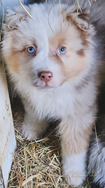 Amely,australian shepherd cucciola