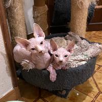 Sphynx Canadese