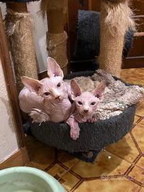 Sphynx Canadese