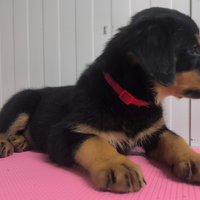 Cucciola di rottweiler