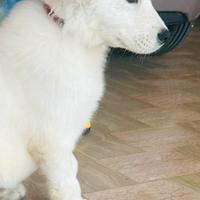 Cucciolo maschietto pastore maremmano