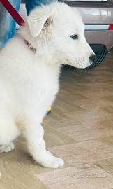 Cucciolo maschietto pastore maremmano