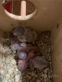 Pulli cocoriti colorati 2025