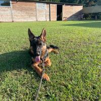 Cucciola di pastore tedesco