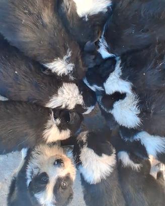 Cucciolata border collie recupero spese adozione