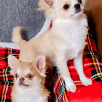 Chihuahua Disponibili per Monta