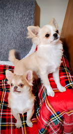 Chihuahua Disponibili per Monta