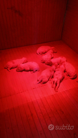 Breton cuccioli con Pedigree