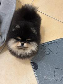 Cucciola di spitz tedesco nano (Pomerania)