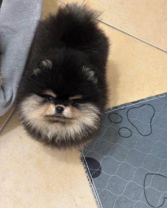 Cucciola di spitz tedesco nano (Pomerania)