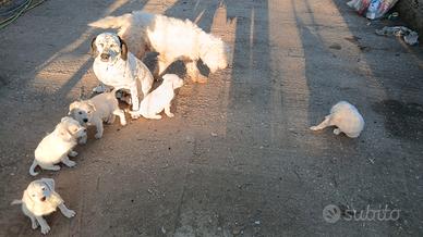 cuccioli lagotto romagnolo incrociato con dalmata