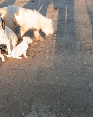 cuccioli lagotto romagnolo incrociato con dalmata