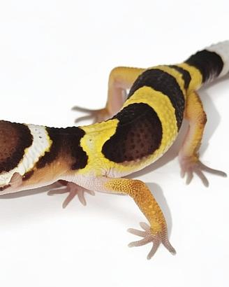 Baby geco leopardino, kit allevamento, teca