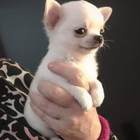 Cuccioli Chihuahua