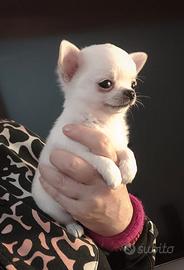 Cuccioli Chihuahua