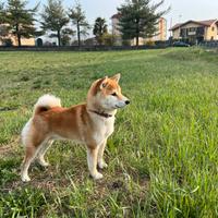 Shiba inu