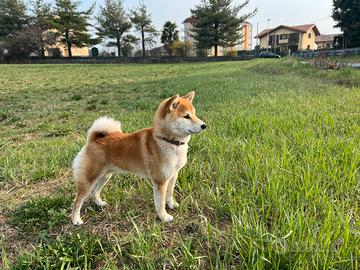 Shiba inu