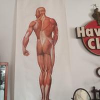 Poster  del corpo umano, Istituto tedesco di igien